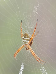 Argiope magnifica