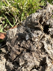 Diptera