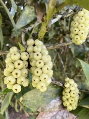 Thibaudia floribunda