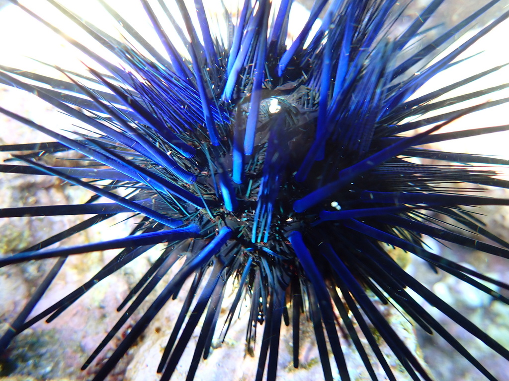 Blue-black urchin