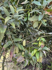 Thibaudia floribunda