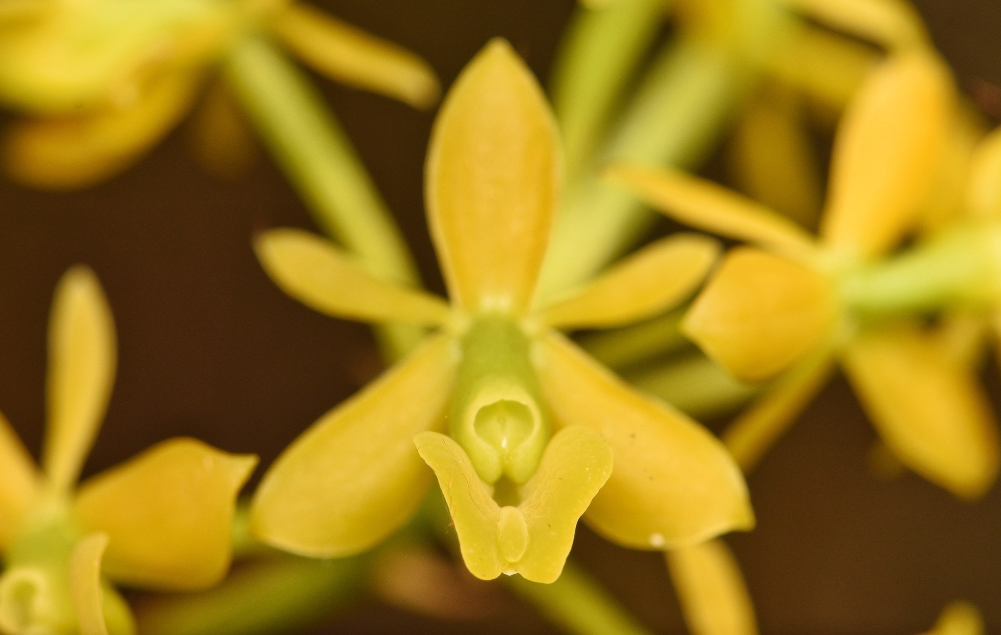 Epidendrum amphistomum