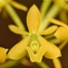 Big-mouth Star Orchid - Photo (c) Aidan Campos, some rights reserved (CC BY-NC), uploaded by Aidan Campos