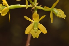 Epidendrum amphistomum image