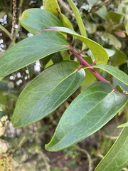 Thibaudia floribunda