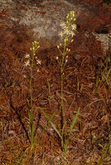 Schoenolirion wrightii