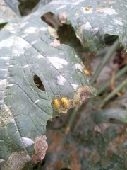 Henosepilachna sumbana