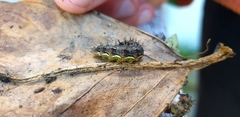 Vanessa itea