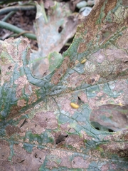 Henosepilachna sumbana