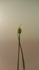 Carex aggregata
