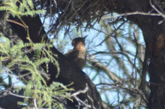 Pseudoseisura lophotes