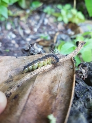 Vanessa itea
