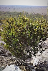Acacia anceps