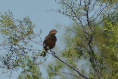 Leistes superciliaris