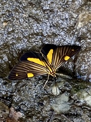 Phaeochlaena lampra