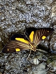 Phaeochlaena lampra