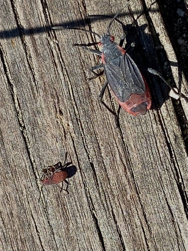 iNaturalist observation photo of Red-shouldered Bug