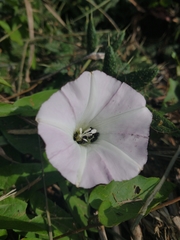Calystegia sepium roseata