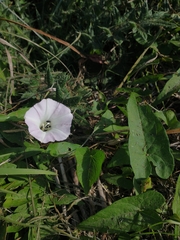 Calystegia sepium roseata