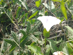 Calystegia sepium roseata
