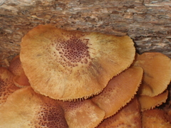 Gymnopilus lepidotus