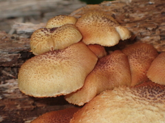 Gymnopilus lepidotus