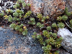 Kelleria laxa