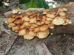 Gymnopilus lepidotus