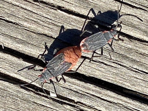 iNaturalist observation photo of Red-shouldered Bug