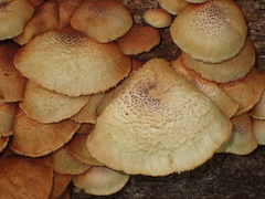 Gymnopilus lepidotus