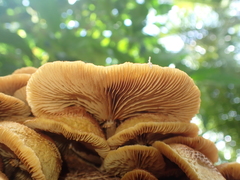 Gymnopilus lepidotus