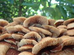 Gymnopilus lepidotus