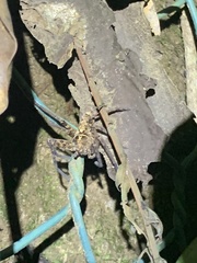 Heteropoda amphora