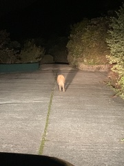 Sus scrofa moupinensis