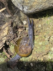 Macrochlamys superlita