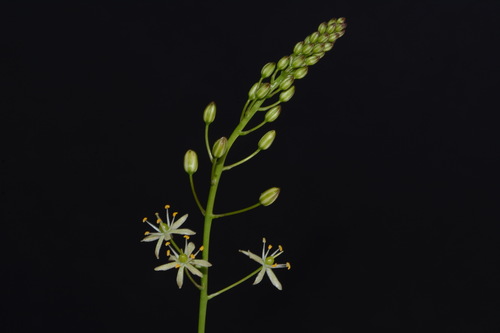 Image of Schoenolirion wrightii by (c) Brian Finzel, some rights reserved (CC BY-SA)