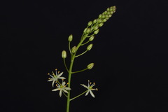 Schoenolirion wrightii