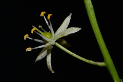 Schoenolirion wrightii