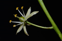 Schoenolirion wrightii