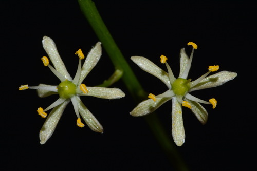 Image of Schoenolirion wrightii by (c) Brian Finzel, some rights reserved (CC BY-SA)