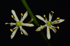 Schoenolirion wrightii