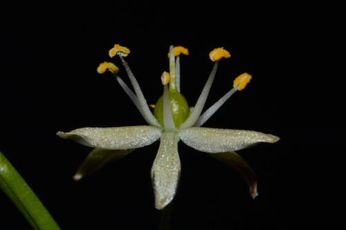 Image of Schoenolirion wrightii by (c) Brian Finzel, some rights reserved (CC BY-SA)