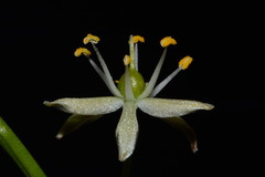 Schoenolirion wrightii