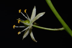 Schoenolirion wrightii