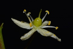 Schoenolirion wrightii