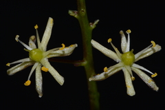 Schoenolirion wrightii