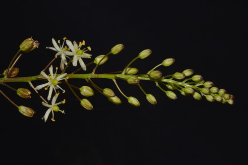 Image of Schoenolirion wrightii by (c) Brian Finzel, some rights reserved (CC BY-SA)