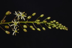 Schoenolirion wrightii