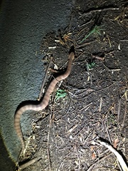 Acanthophis antarcticus
