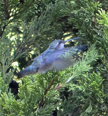 Cynanthus latirostris propinquus